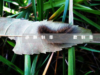 逾期利率與貸款利率(貸款逾期利息)