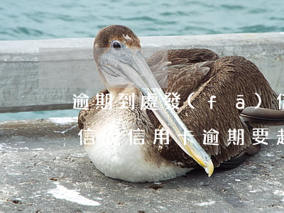 逾期到處發(fā)信息怎么辦信用卡-短信說信用卡逾期要起訴了是真的嗎