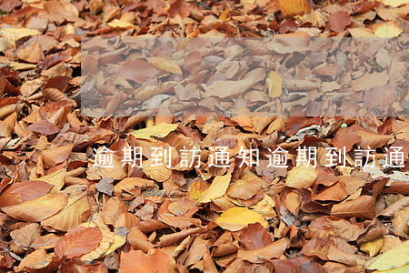 逾期到訪通知(逾期到訪通知)