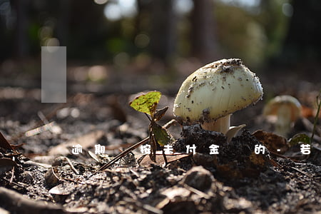 逾期則按未付金額的-若逾期付款