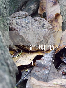 逾期助學(xué)貸款如何還款(助學(xué)貸款逾期怎么申請還款)