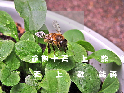 逾期十天還上貸款還能再貸出來嗎-逾期十天還上貸款還能再貸出來嗎安全嗎