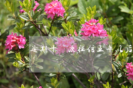 逾期十幾次征信五年以后能恢復(fù)嗎
