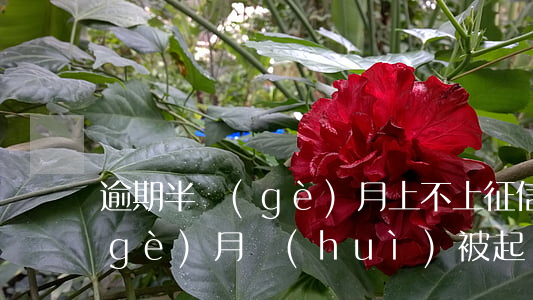 逾期半個(gè)月上不上征信(逾期半個(gè)月會(huì)被起訴嗎)