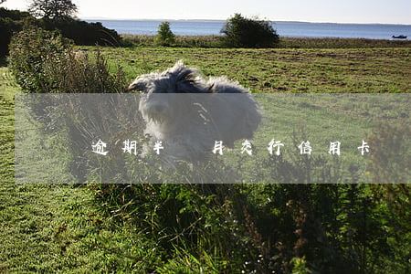 逾期半個月交行信用卡