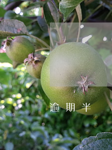 逾期半個月有何影響？重要提示！