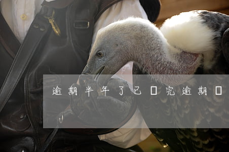 逾期半年了已還完(逾期還款半個月)