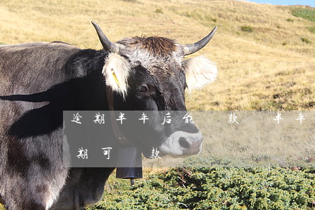 逾期半年后能貸款嗎(半年內(nèi)有逾期可貸款嗎)