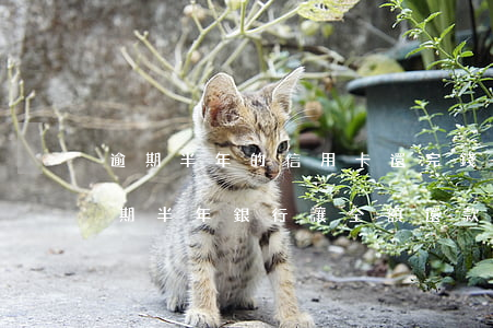逾期半年的信用卡還完錢還能用嗎（信用卡逾期半年銀行讓全額還款）