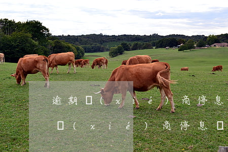 逾期協(xié)商停息掛賬怎么整(跟銀行協(xié)商停息掛賬怎么說)