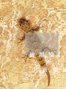 逾期協(xié)商法務(wù)要收取多少(逾期協(xié)商法務(wù)要收取多少律師費(fèi))