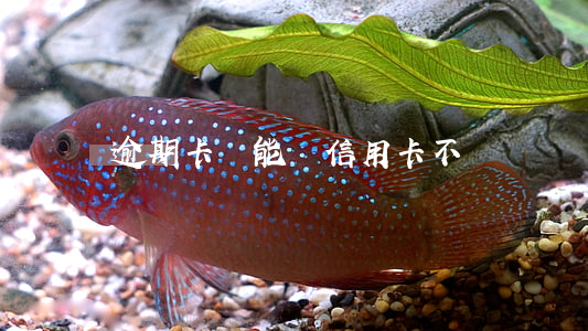 逾期卡員能辦信用卡不