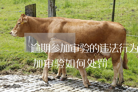 逾期参加审验的违法行为什意思-逾期未参加审验如何处罚