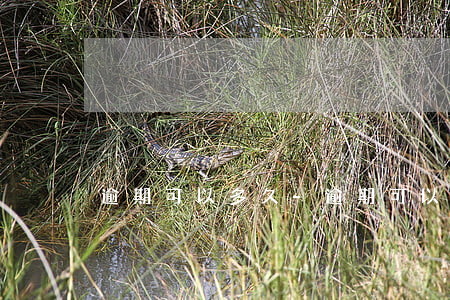 逾期可以多久-逾期可以多久不還本金