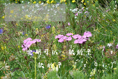逾期可以貸款的平臺(tái)-逾期還能貸款的平臺(tái)
