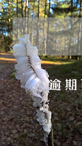 逾期可以起訴嗎（逾期會起訴么）