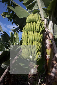 逾期后京東白條不見了(京東白條逾期有沒有事)