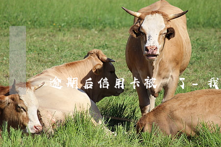 逾期后信用卡被還了-我信用卡逾期了