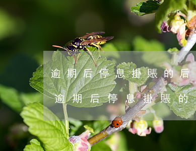 逾期后停息掛賬的后果嚴(yán)重嗎-逾期后停息掛賬的后果嚴(yán)重嗎