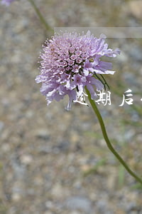 逾期后催收(逾期后催收電話接不接)