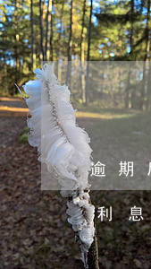 逾期后免息還款超時(超過免息期限的時間算利息嗎)