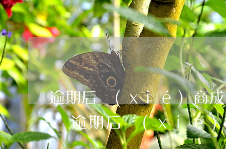 逾期后協(xié)商成功還是還不上怎么辦(逾期后協(xié)商成功還是還不上怎么辦)