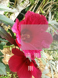 逾期后可以分期還款嗎(借的錢逾期了還能分期還嗎)