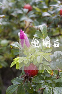 逾期后在京東上班(逾期后在京東上班)