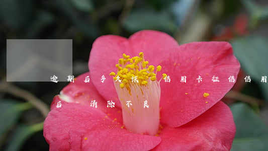 逾期后多久恢復信用卡征信(信用卡逾期多久后會清除不良記錄)
