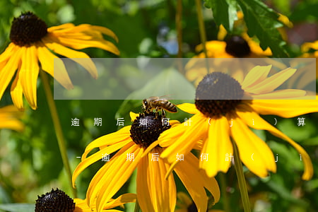 逾期后如何計(jì)算自己還了多少本金-逾期后如何計(jì)算自己還了多少本金呢