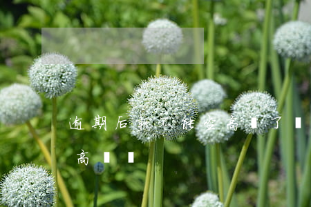 逾期后就不能坐高鐵了嗎（白條逾期了影響坐高鐵嗎）