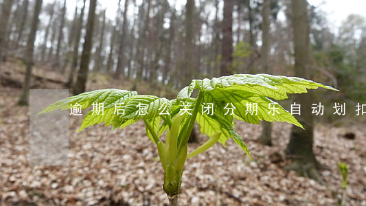 逾期后怎么关闭分期乐自动划扣-