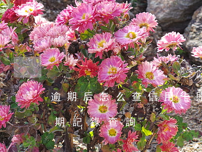逾期后怎么查信用卡賬單(如何查詢信用卡逾期記錄查詢)