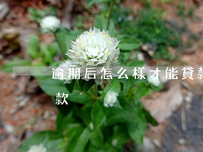 逾期后怎么樣才能貸款(逾期后怎么樣才能貸款)