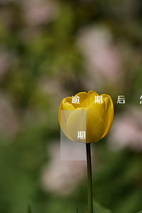 逾期后怎么申請花唄(逾期后怎么申請花唄分期)