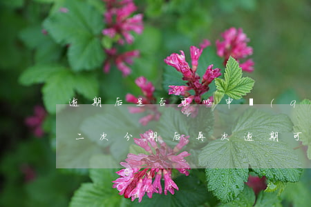 逾期后是否可以申請(qǐng)二次分期（二次分期后再次逾期可以延緩幾天）