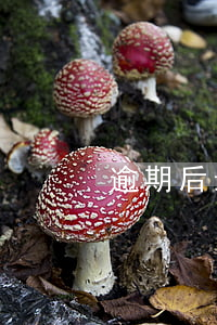 逾期后最低還款5年后能消除嗎-