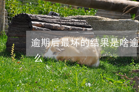 逾期后最坏的结果是啥(逾期最坏的结果是什么)