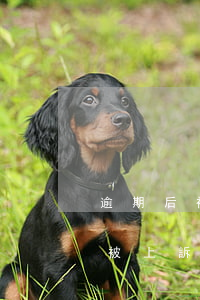 逾期后被上訴沒去法院后果怎么樣-逾期后被上訴沒去法院后果怎么樣了