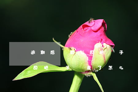 逾期后貸款公司把車子開走-逾期后貸款公司把車子開走了怎么辦