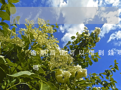 逾期后還可以借到錢嗎（逾期后還可以借到錢嗎）