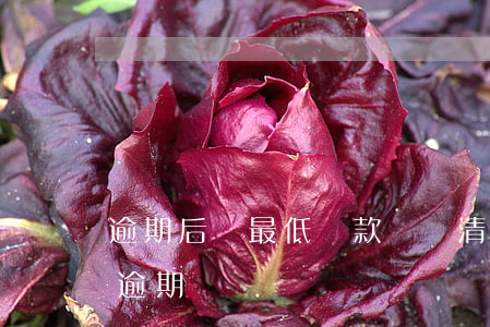 逾期后還最低還款額(還清了最低還款是不是逾期)