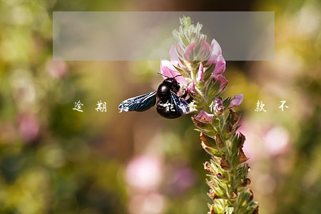 逾期后還能最低還款不