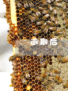逾期后電子郵件法院（逾期后電子郵件法院）