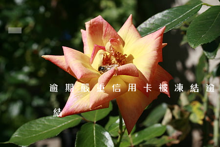逾期嚴重信用卡被凍結(逾期嚴重信用卡被凍結)