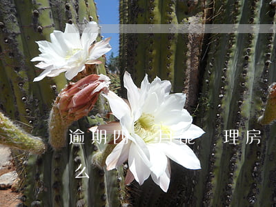 逾期四個月能辦理房貸那(房貸逾期4個月怎么辦)