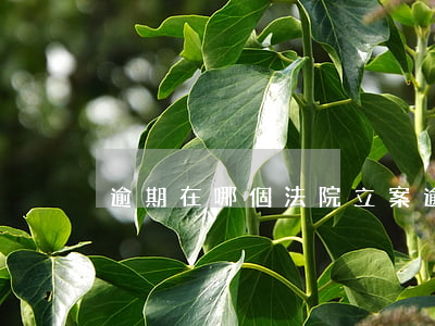 逾期在哪個法院立案(逾期多久立案)
