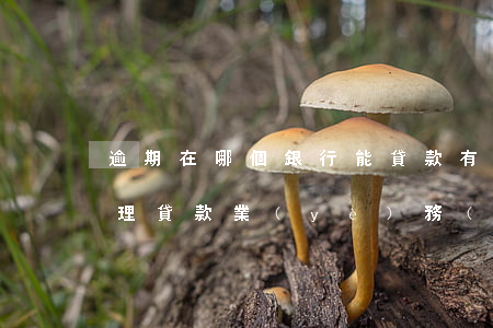 逾期在哪個銀行能貸款(有逾期可以在銀行辦理貸款業(yè)務(wù)嗎)