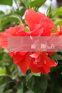 逾期在銀行調(diào)解還是法院調(diào)解靠譜-貸款逾期找銀行還是律師調(diào)解