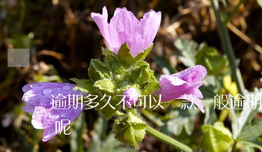 逾期多久不可以貸款(一般逾期幾次不能貸款呢)